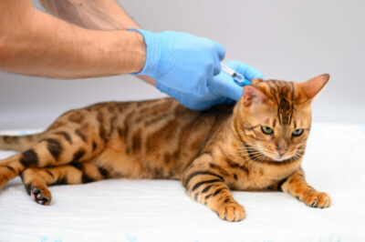 vet giving cat a vaccination