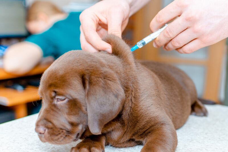 puppy vaccination