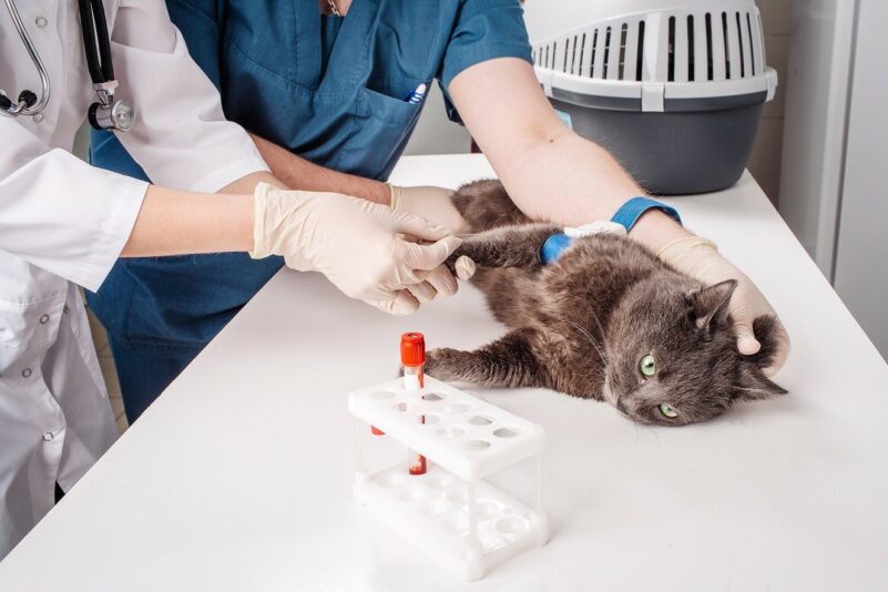 blood testing on a cat