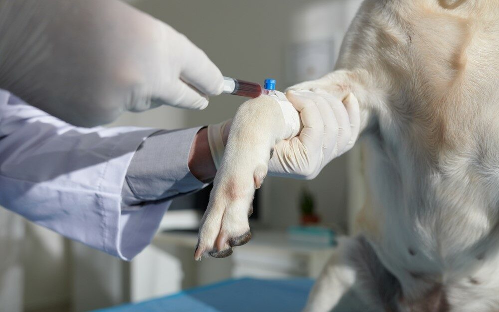 blood testing taking vials of blood from dog