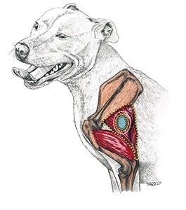 cancer surgery drawing of dog