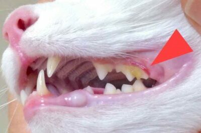 dentistry on cat