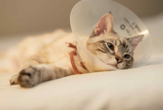 desexing a cat after, lethargic cat with a cone