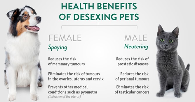 desexing spaying dogs and neutering cats