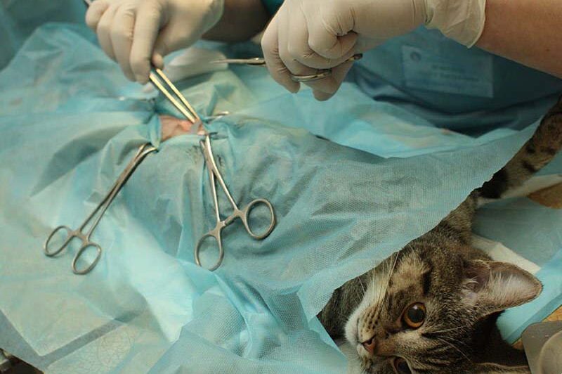 desexing surgery on cat