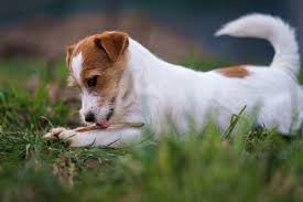 dog licking itself