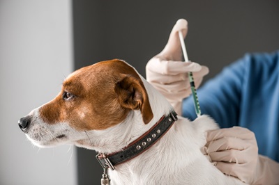 dog vaccination jack russel with needle