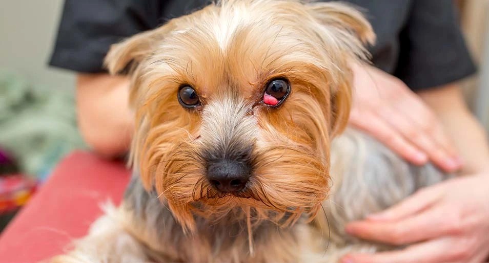 dog with cherry eye