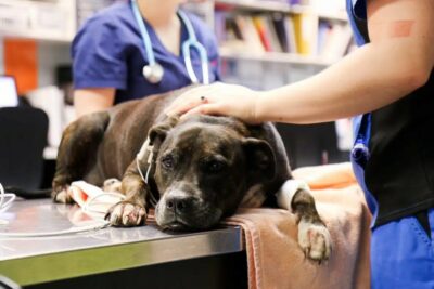 euthanasia dog ready on table