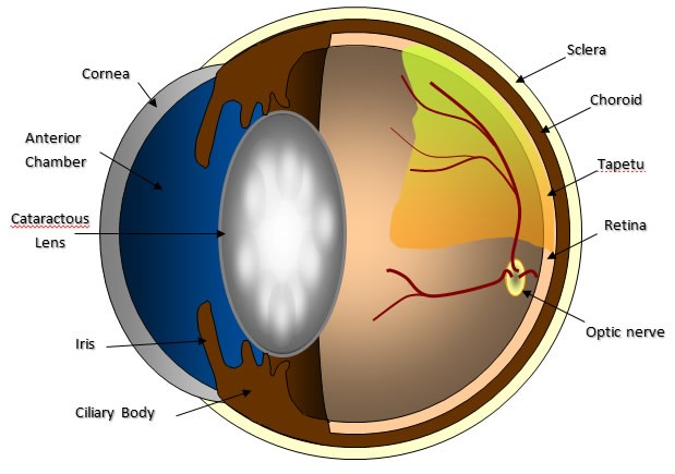 eye diagram