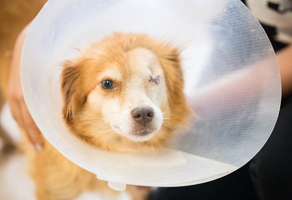 eye surgery dog with cone after enucleation