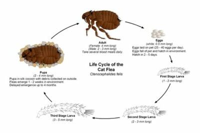 flea life cycle