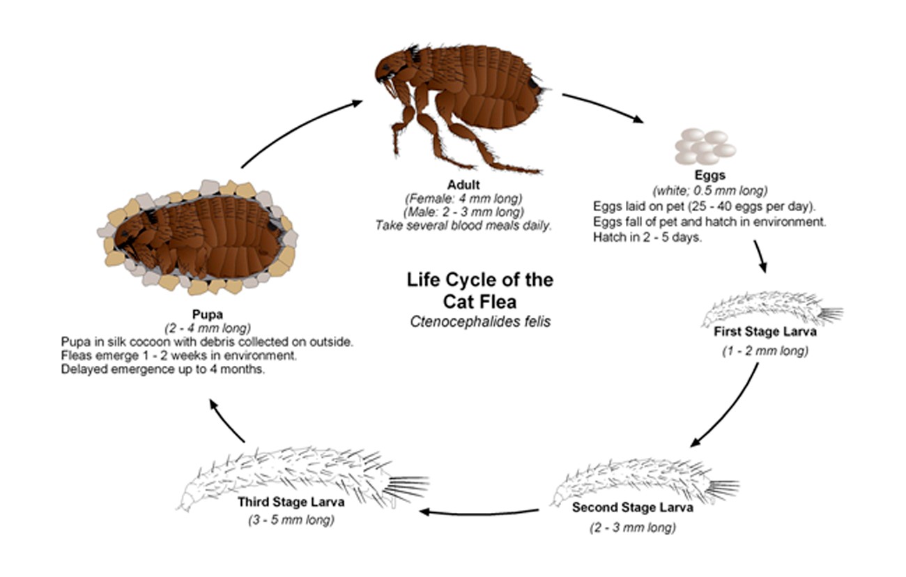 flea life cycle