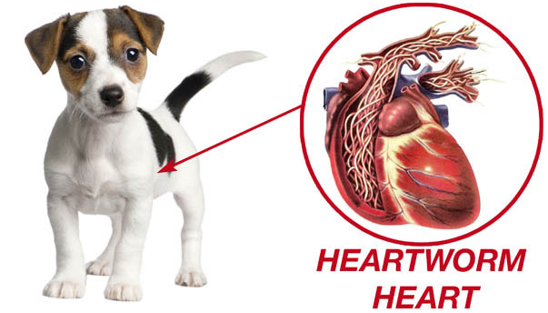 heartworm in puppies