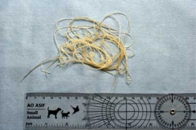 heartworm length against ruler