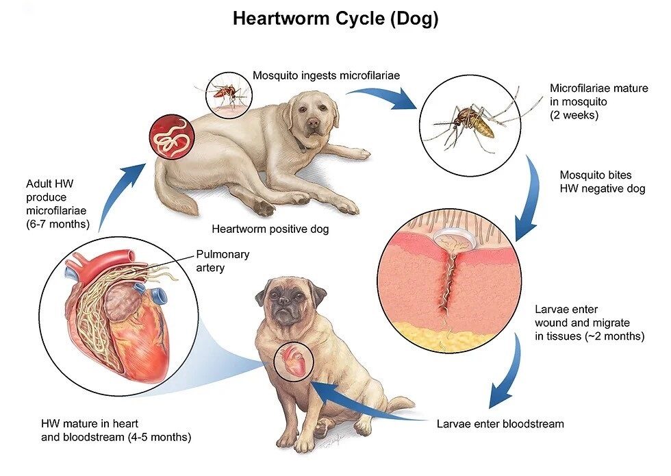 heartworm life cycle