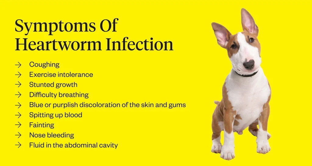 heartworm symptoms of infection