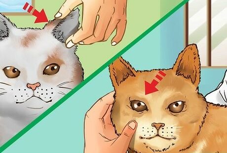 how to check your cat