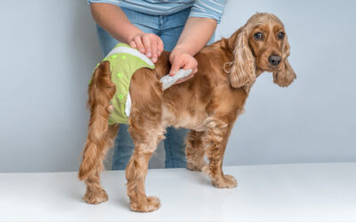 Is Incontinence In Animals Treatable?