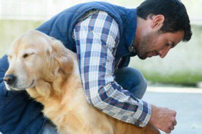 man caring for golden retriever