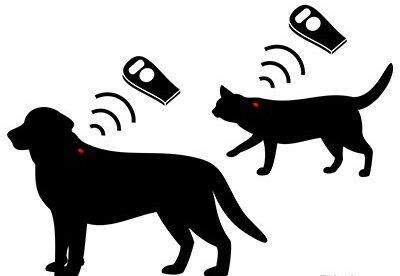 microchip in dogs and cats