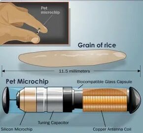 microchip size of a grain of rice