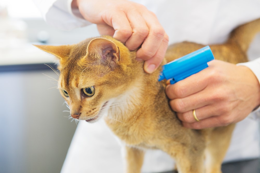 microchipping a cat