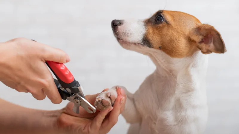 nail clipping for dogs