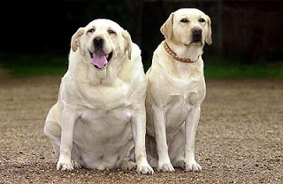 nutritional advice, overweight older dog, next to a healthy weight dog of the same breed