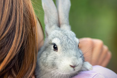 rabbit care