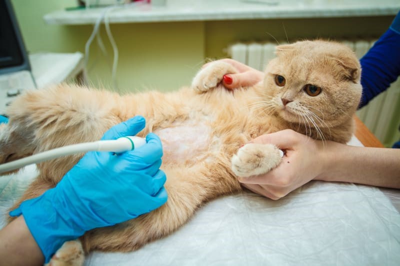 ultrasound on a fluffy cat