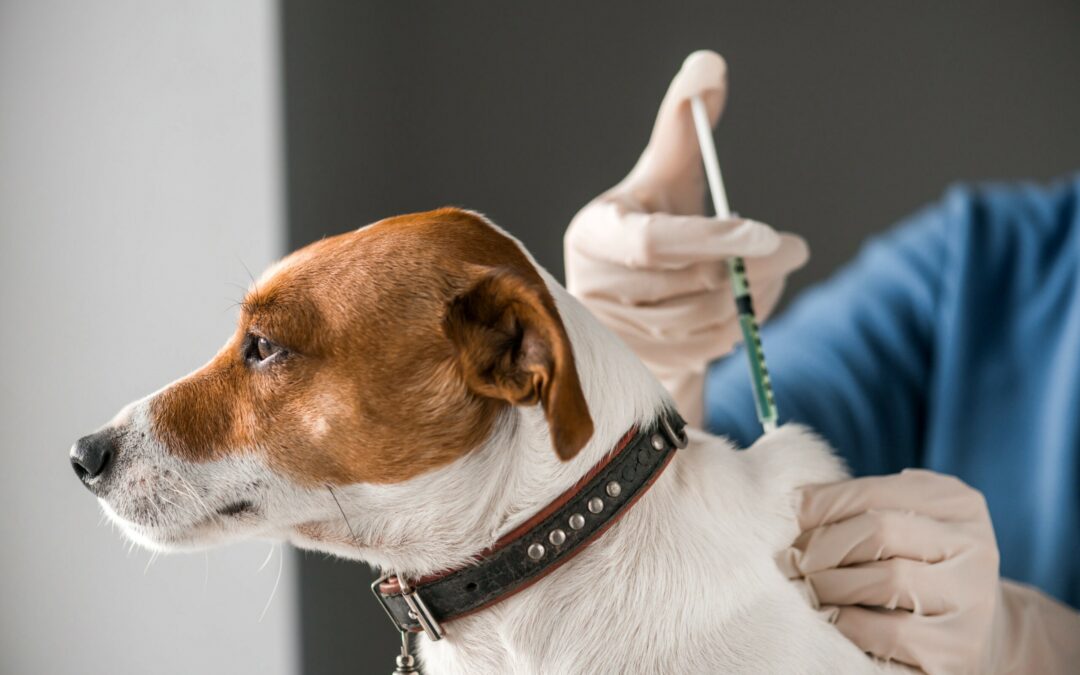 vaccinating an adult dog