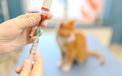 What Vaccinations Does My Pet Need, And When?