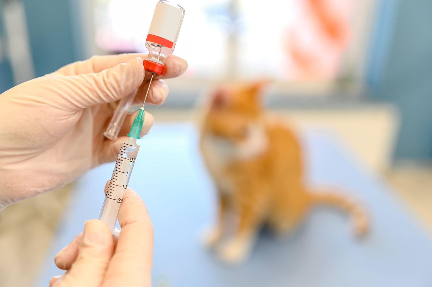 vet giving cat a vaccination