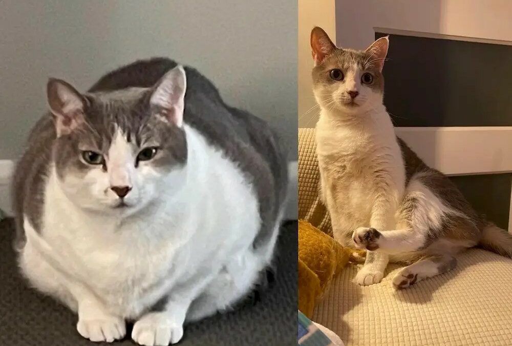 weight loss in cats before and after