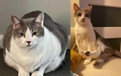 What Are The Best Tips For Weight Loss In Cats?