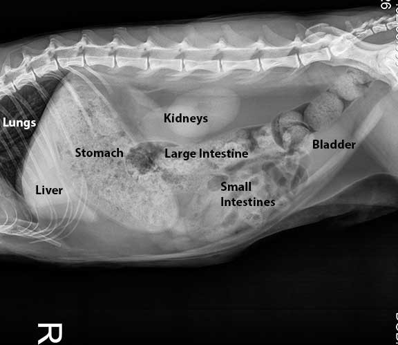 xray with the names of organs